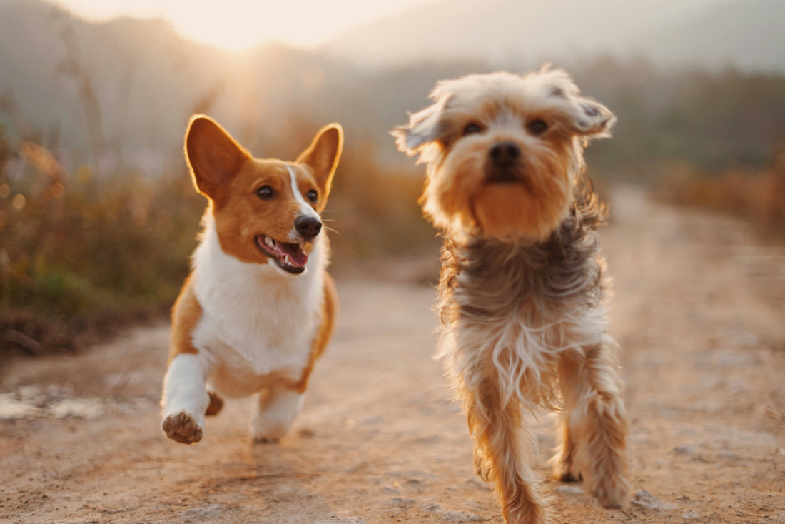Fun Facts about Dogs