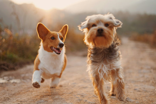 Fun Facts about Dogs