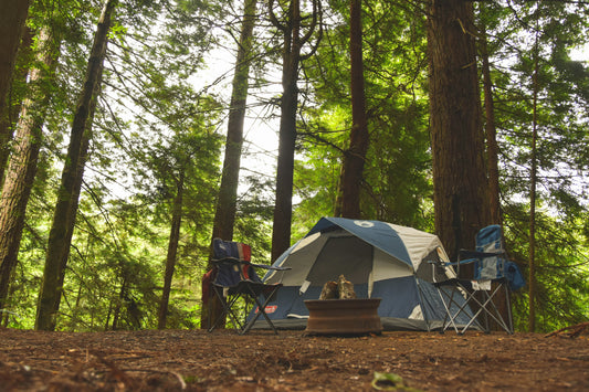 Fun Camping Facts Kids Should Know