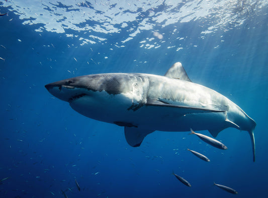 Fun Facts About Sharks Kids Will Love