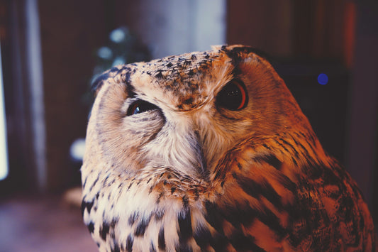 Why Curiosity Is One of the Most Important Skills Kids Can Develop