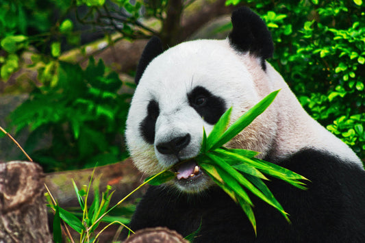 Amazing Animal Facts Kids Will Love